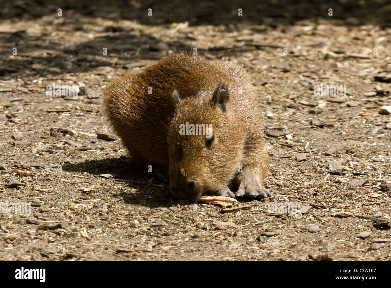 Un bébé capybara à Chessington World of Adventure. Banque D'Images