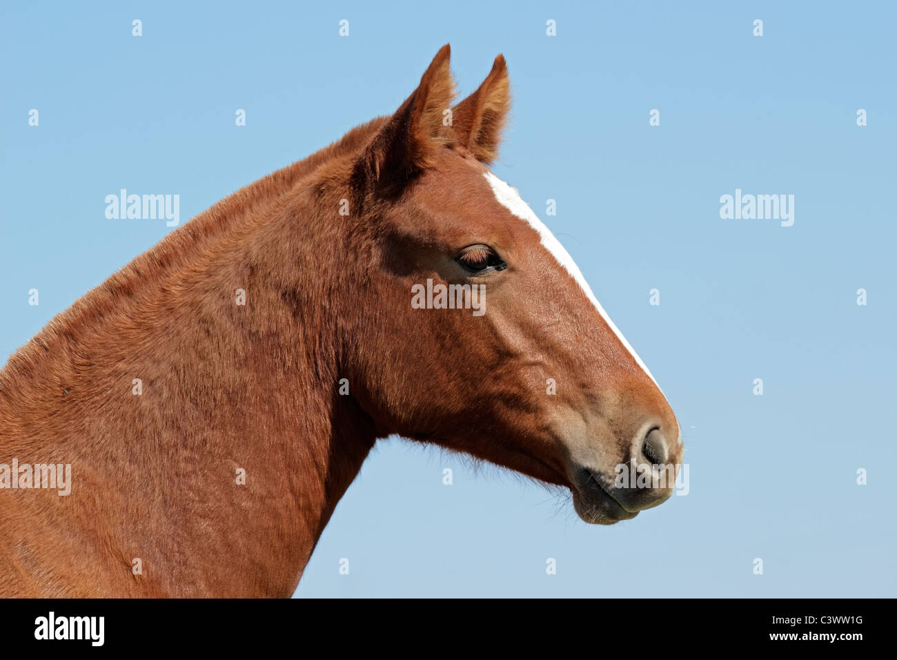 Portrait d'un cheval brun contre un ciel bleu Banque D'Images