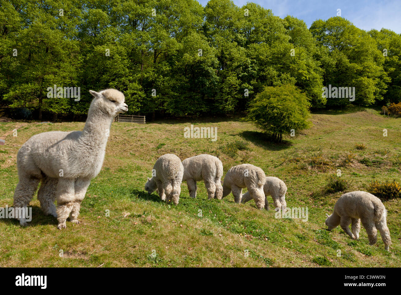 Alpagas Vicugna pacos dans une ferme à Eyam Derbyshire Peak District National Park Angleterre GB UK Europe Banque D'Images