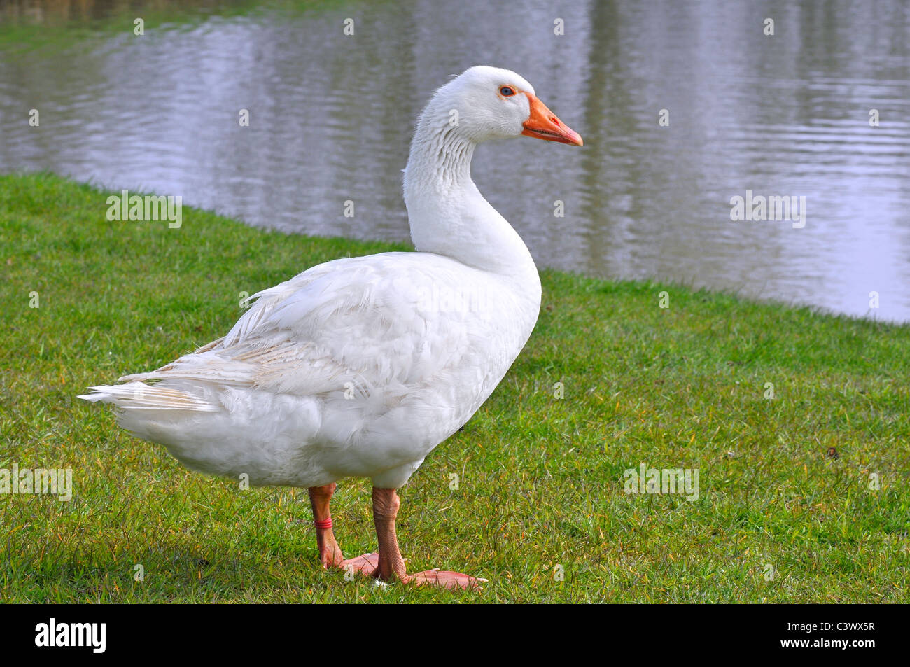 Intérieur blanc (Anser anser domesticus) sur l'herbe près de l'étang Banque D'Images