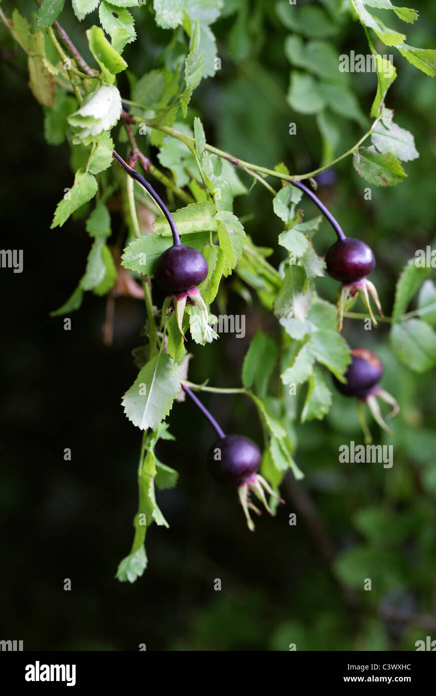 Black Rose Hips, Rosa pimpinellifolia, Rosaceae. Syn. Rosa spinosissima. Banque D'Images