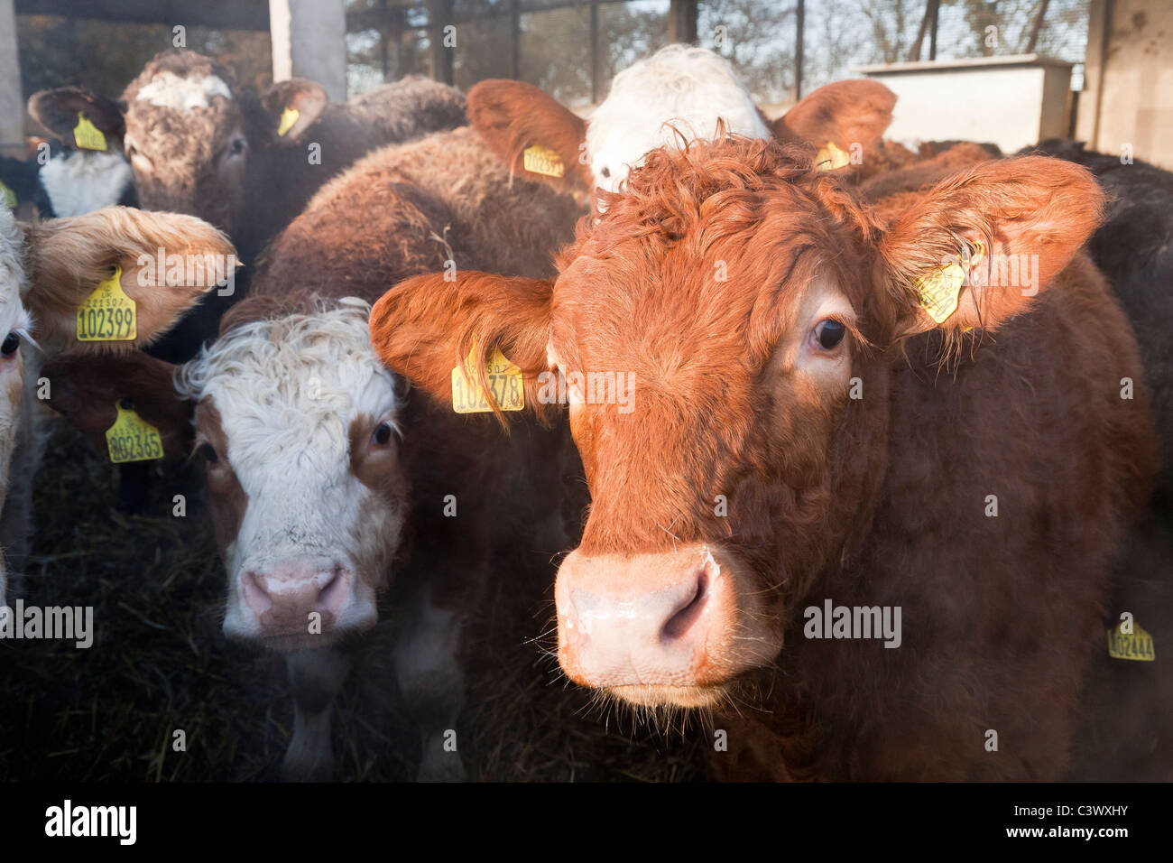 Un troupeau de jeunes taureaux hivernant dans un enclos de bétail dans une ferme Banque D'Images