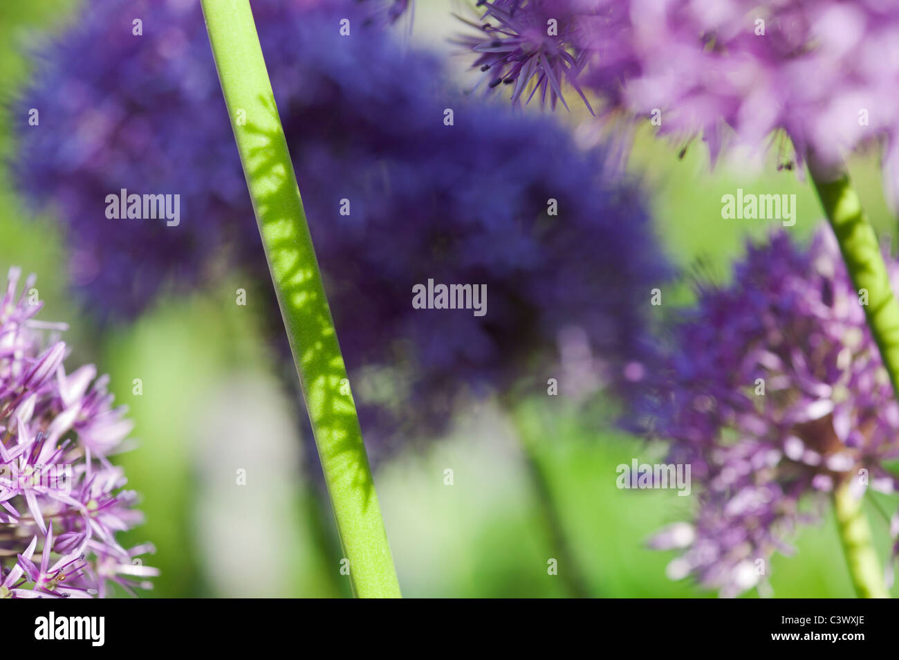 Allium 'Globemaster'. fleurs tiges du soleil et des ombres résumé Banque D'Images