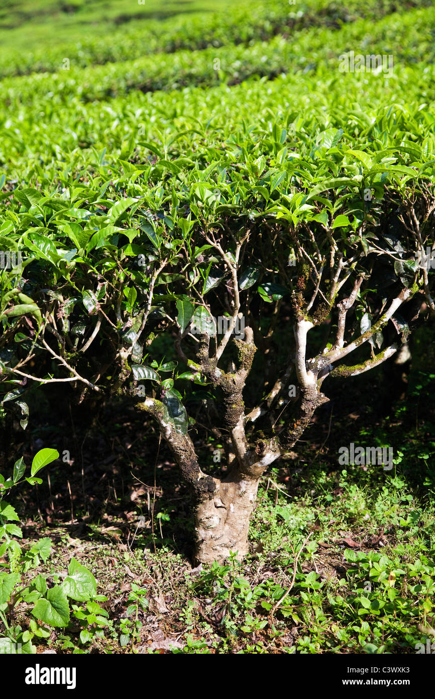 Un 80 ans d'arbre à thé Banque D'Images