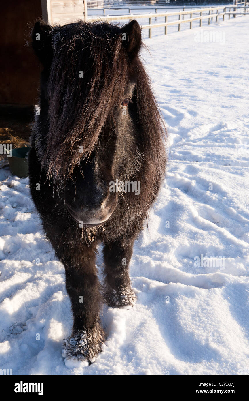 Un poney Shetland étalon noir dans la neige Banque D'Images