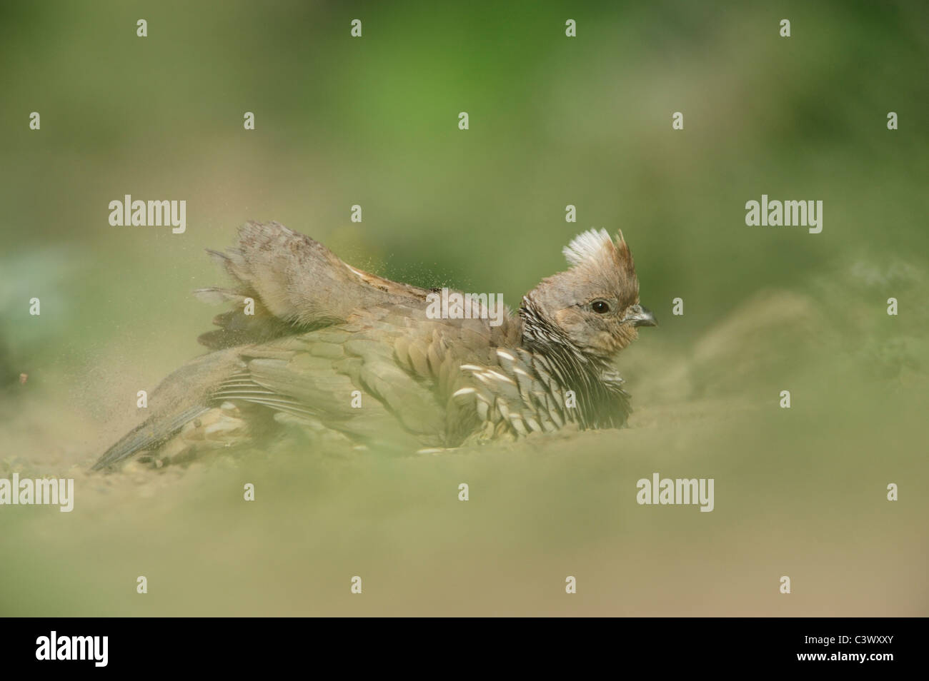 Caille (Callipepla squamata l'échelle), la poussière mâle echelle, Laredo, Webb, comté de South Texas, USA Banque D'Images