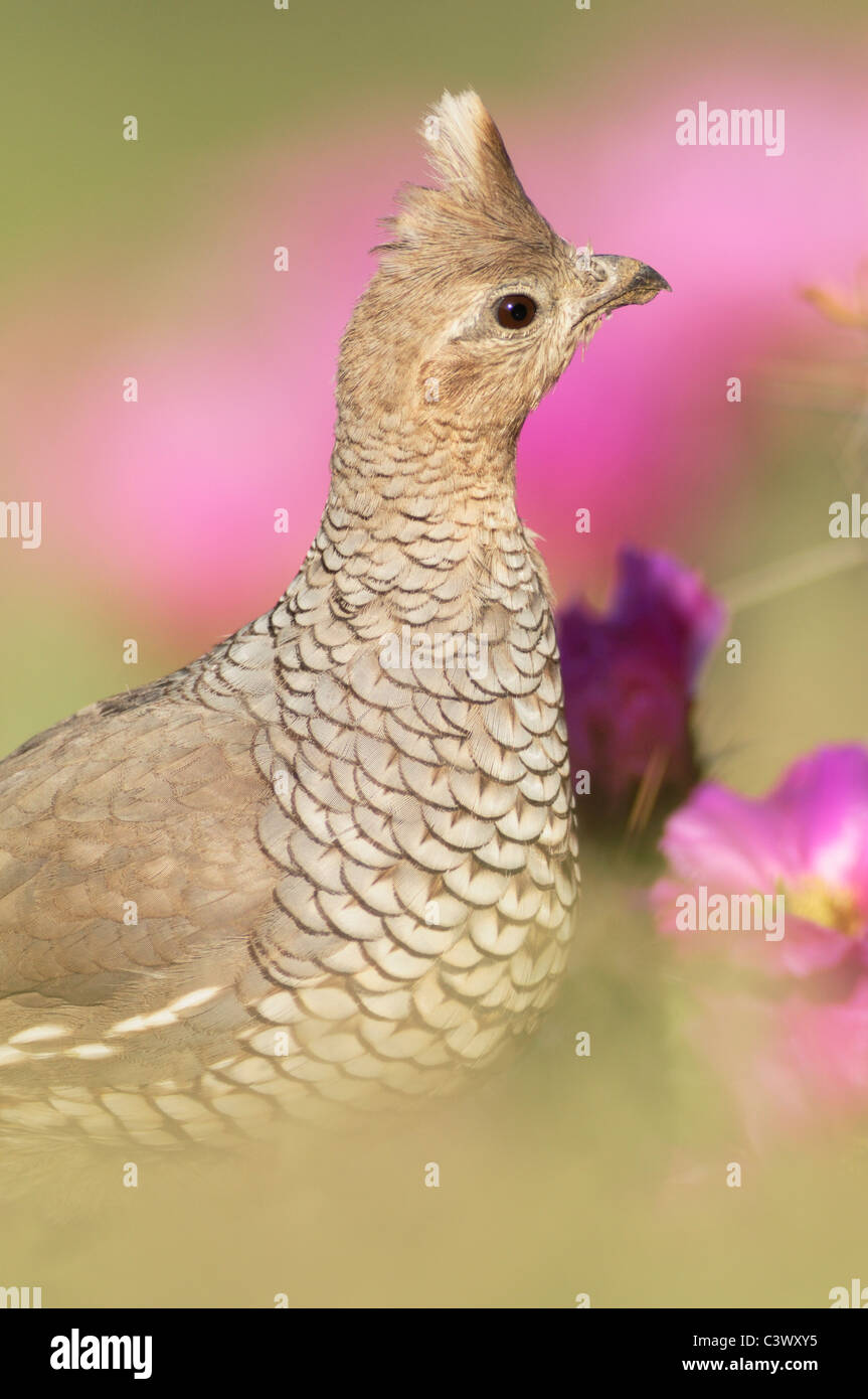 À l'échelle (Callipepla squamata) Caille, adulte de sexe féminin et de fraise (Echinocereus enneacanthus Cactus hérisson), Laredo, Texas Banque D'Images
