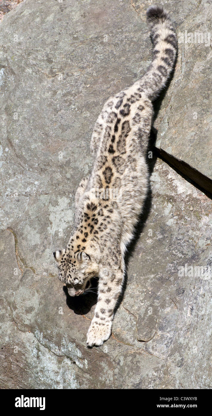 Snow Leopard descendre un rocher Banque D'Images