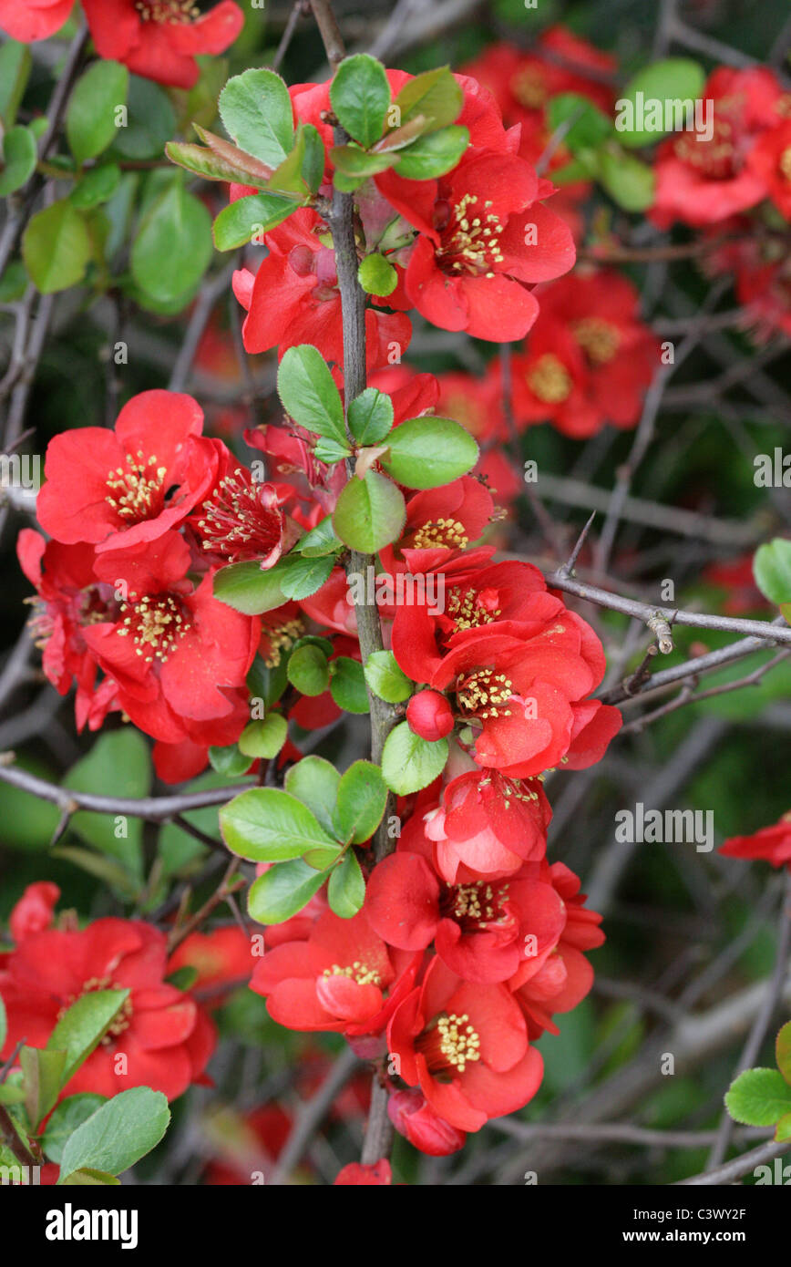 Coing japonais ou flowering quince, Chaenomeles x superba 'Crimson and Gold', Rosaceae. Banque D'Images