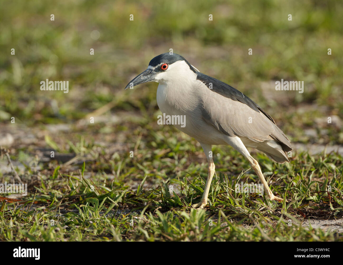 Bihoreau gris à la Venise Rookery en Floride. Banque D'Images