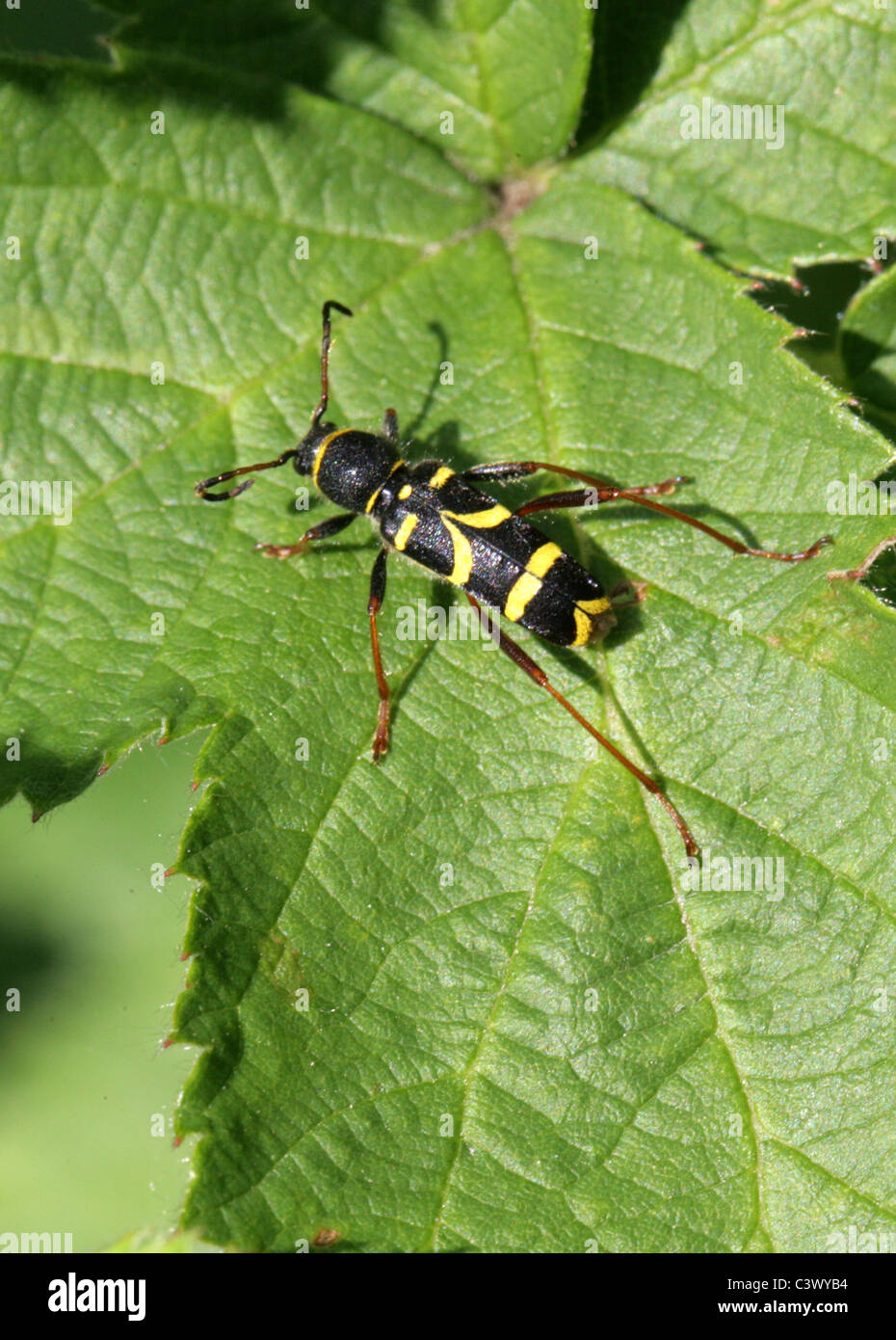 Wasp Beetle, Clytus arietis, Cerambycidae, Chrysomeloidea, Coleoptera. Banque D'Images