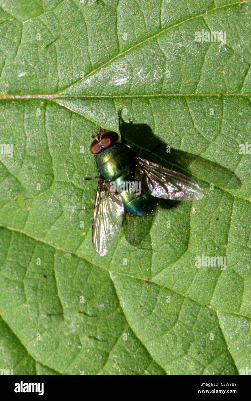 Ou vert bouteille Greenbottle, mouche Lucilia caesar, Calliphoridae, Diptères. Banque D'Images