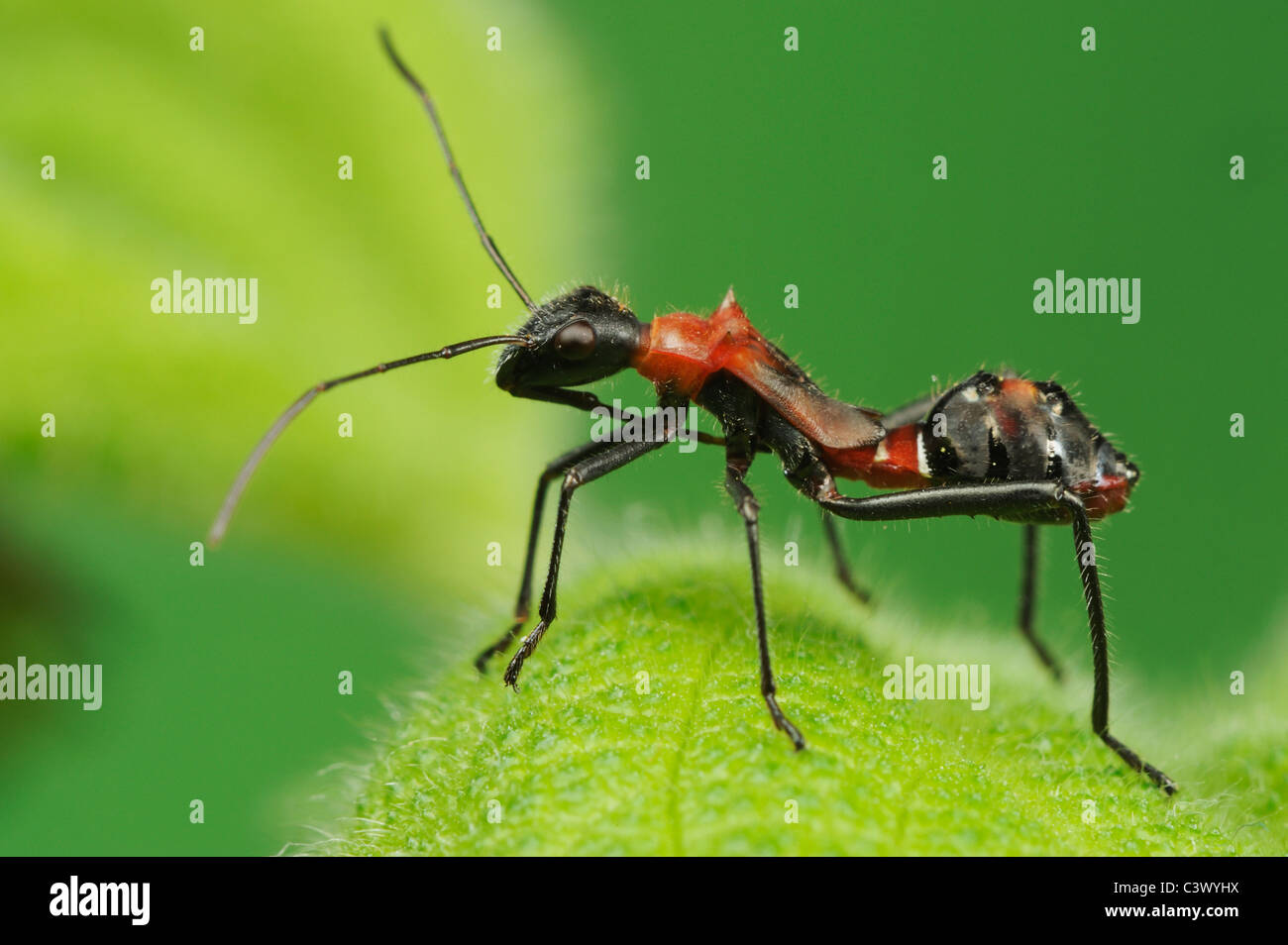 Bug à tête large (Hyalymenus tarsatus), nymphe sur feuille, mimétisme ant, Comal Comté, Hill Country, Centre du Texas, USA Banque D'Images