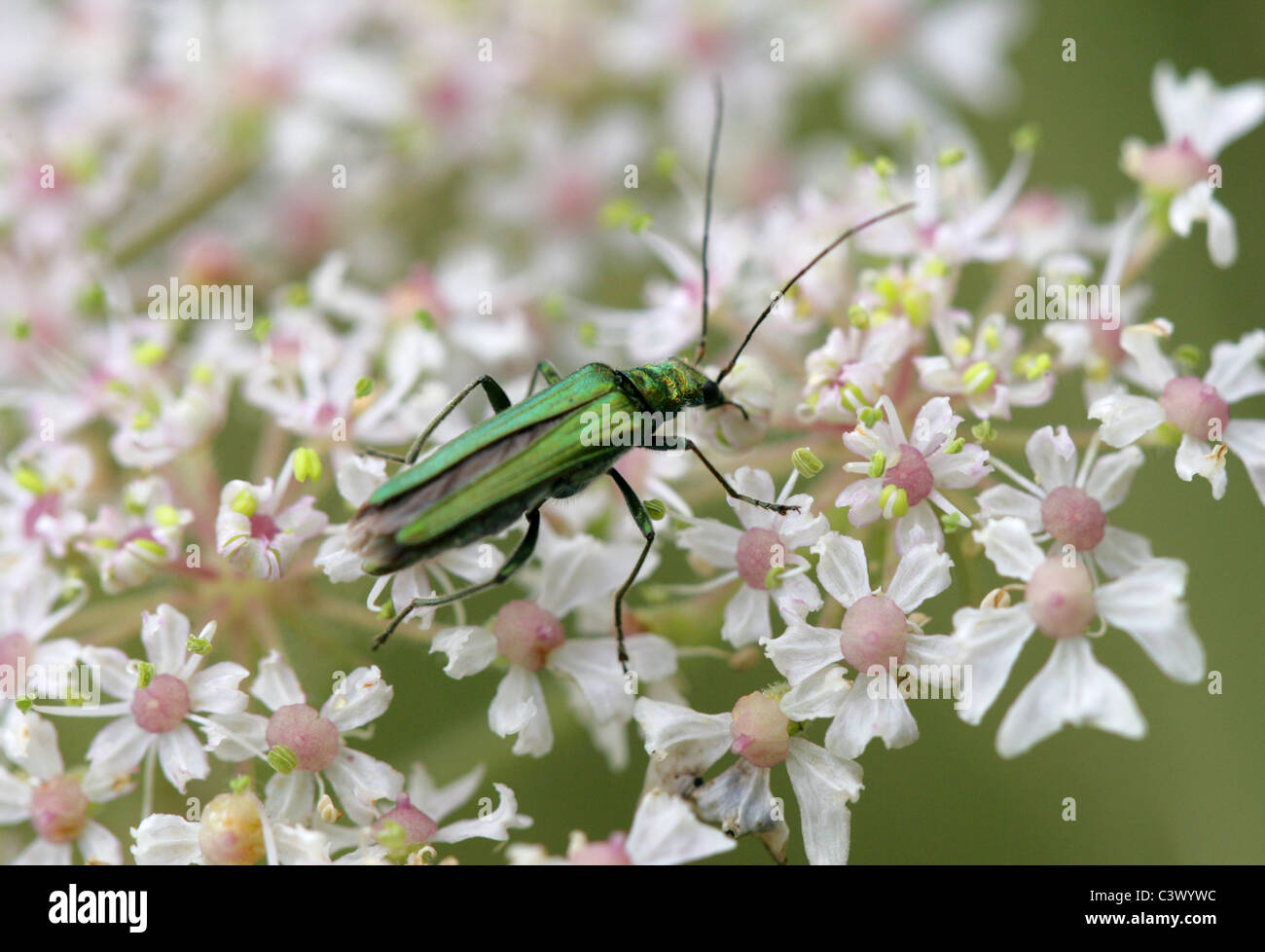 Fleur femelle pattes épaisses Beetle, Oedemera nobilis, Oedemeridae. Août, Hertfordshire. Se nourrir de Berce du Caucase. Banque D'Images