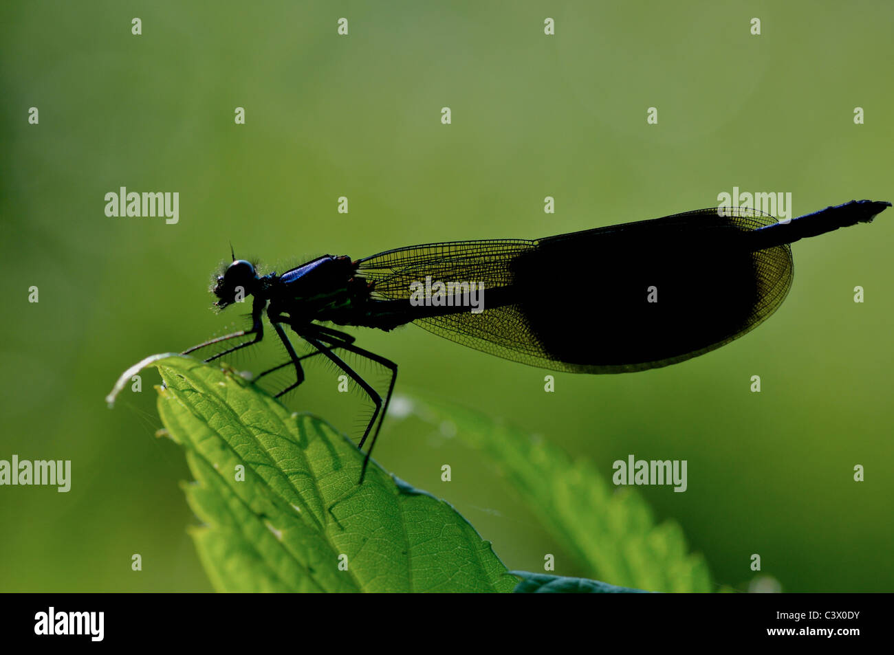 Libellule (sous-ordre Zygoptera) reposant sur la feuille Banque D'Images