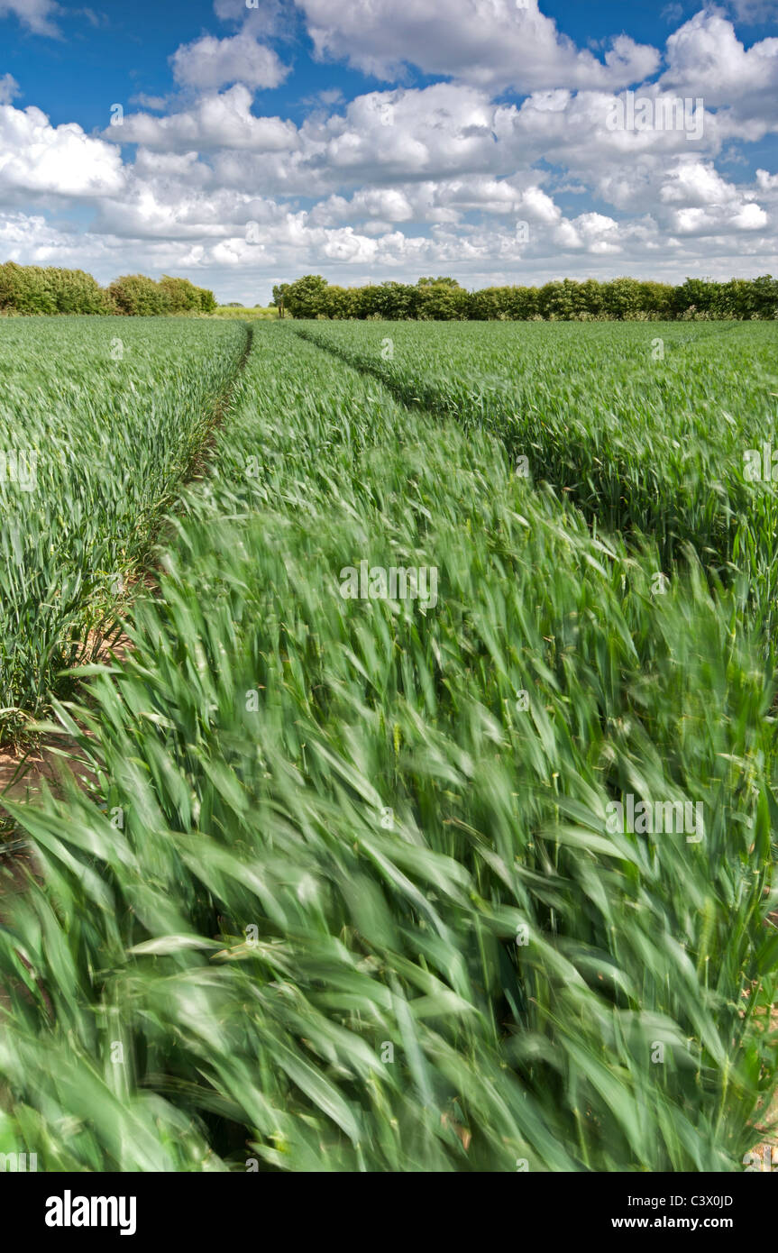 Croissance des cultures de maïs dans un champ près de Wysall, Nottinghamshire, mai 2011. Banque D'Images