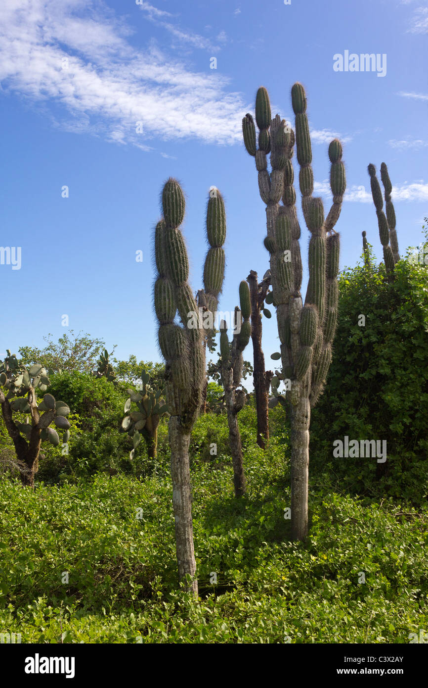 Cactus Opuntia, Charles Darwin Research Station, l'île de Santa Cruz, Galapagos, Equateur Banque D'Images