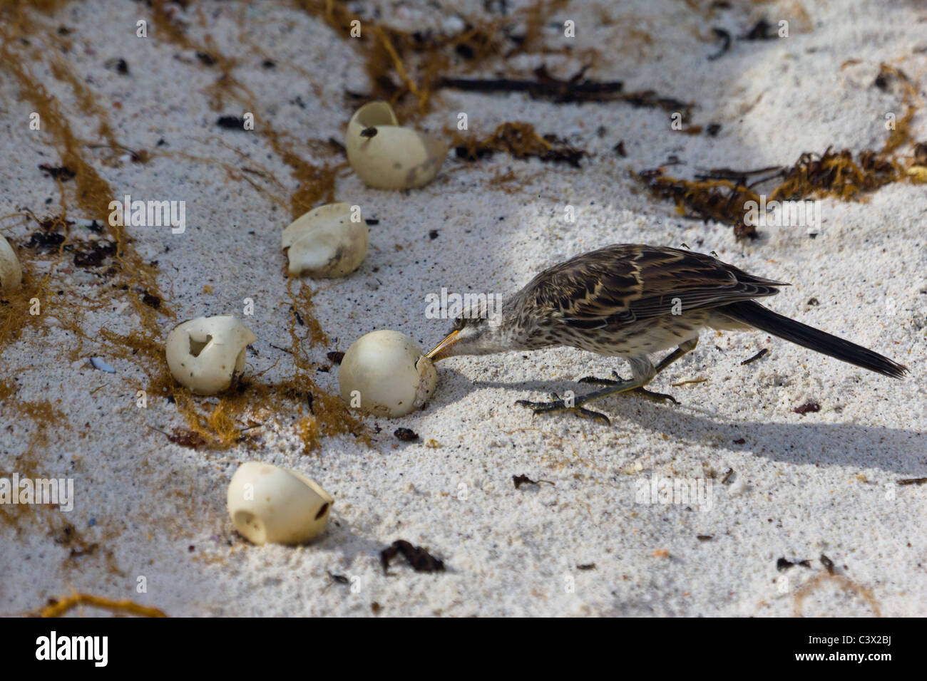 Moqueur polyglotte (Mimus parvulus Galápagos), Bahia Gardner, Espanola Island, îles Galapagos, Equateur Banque D'Images