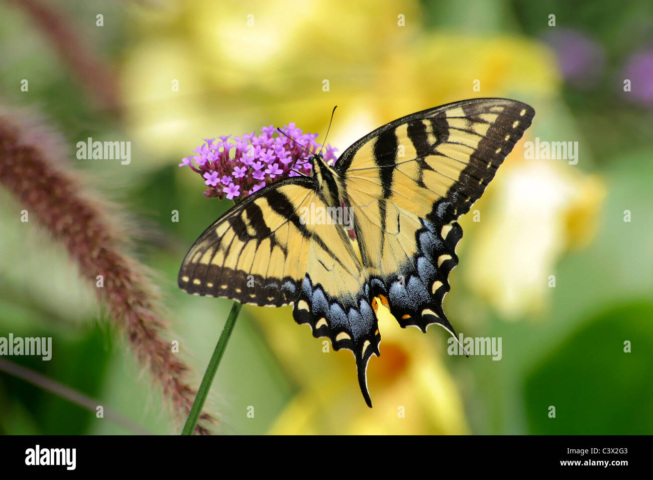 L'Est Tiger Swallowtail Butterfly sur Verveine brésilien Fleurs, Papilio glaucus Linnaeus Banque D'Images