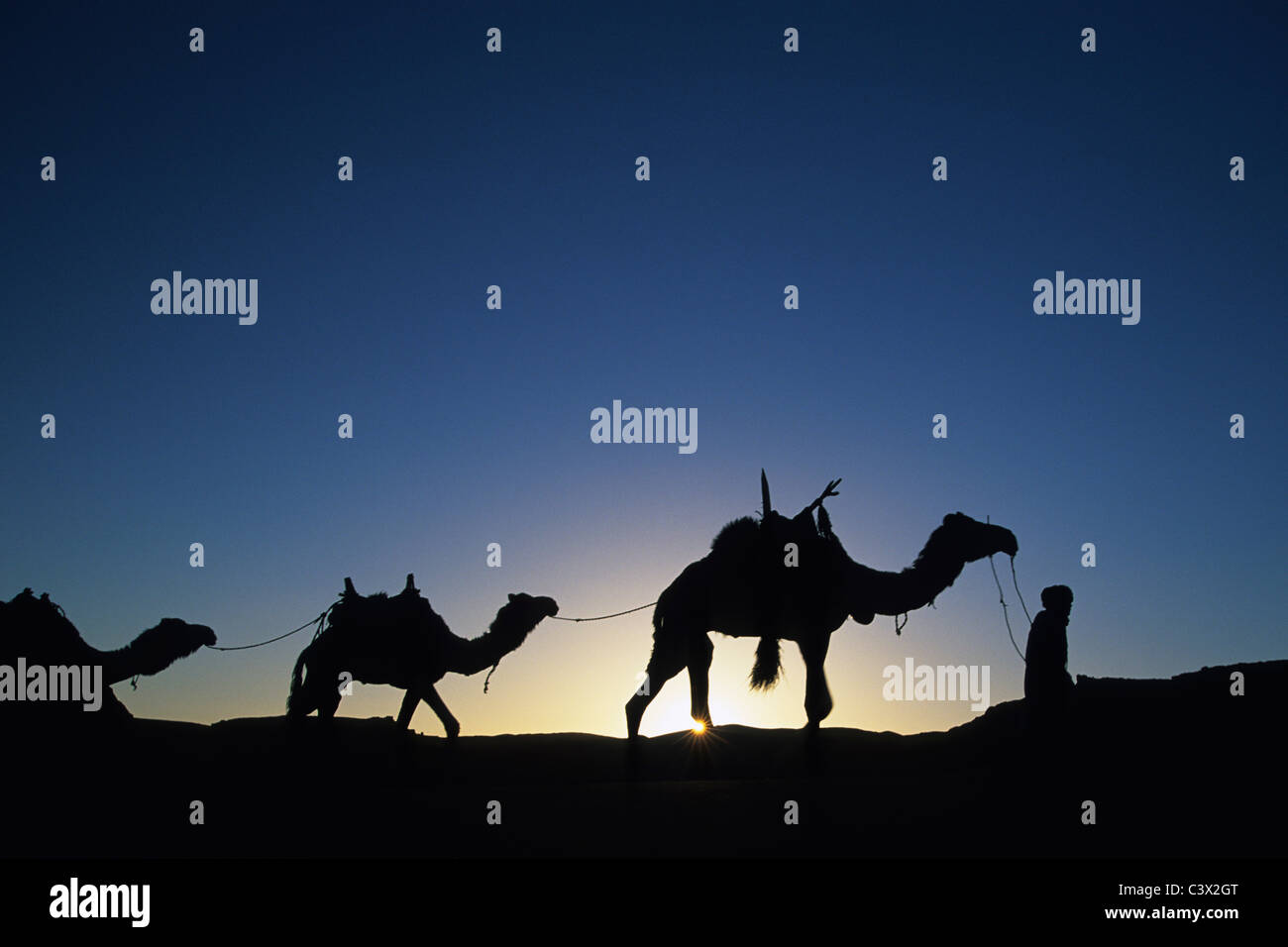 L'Algérie. Djanet. Désert du Sahara. L'homme de tribu Touareg et caravanes de chameaux. Le coucher du soleil. Banque D'Images