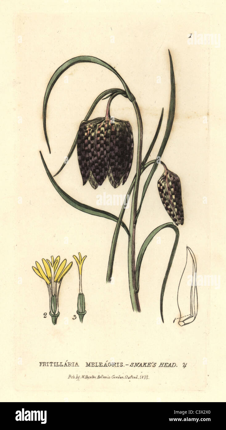 Tête du serpent fritillary, Fritillaria meleagris. Banque D'Images