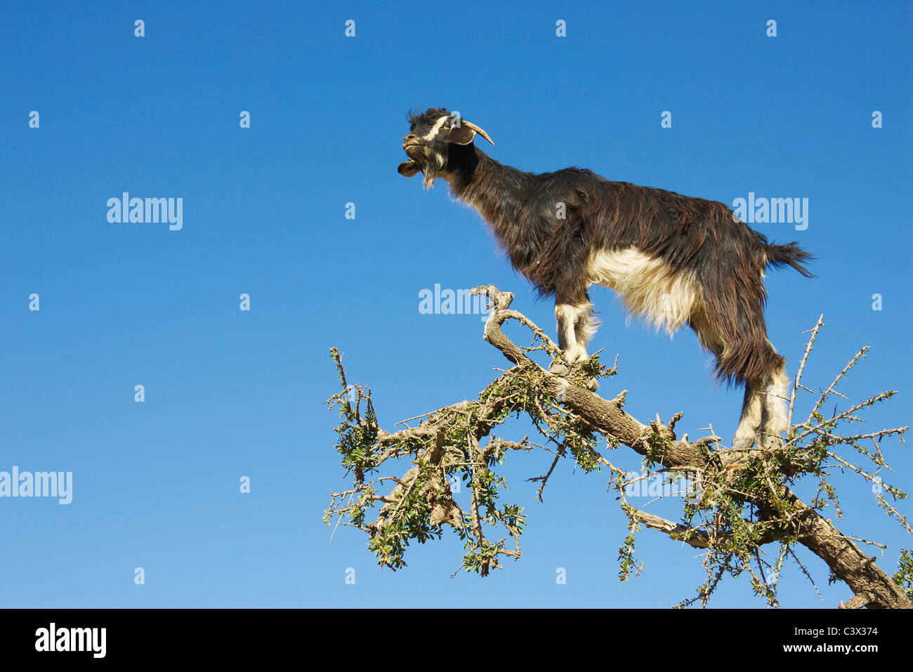 L'arganier (Argania spinosa) dans les contreforts de l'Anti-Atlas sont souvent montés par des chèvres. Le Maroc. Banque D'Images