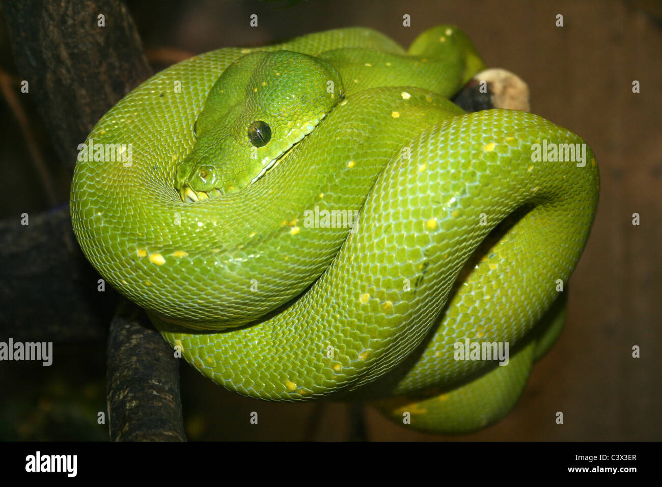 Python vert Chondropython viridis prise au Zoo de Chester, Royaume-Uni Banque D'Images