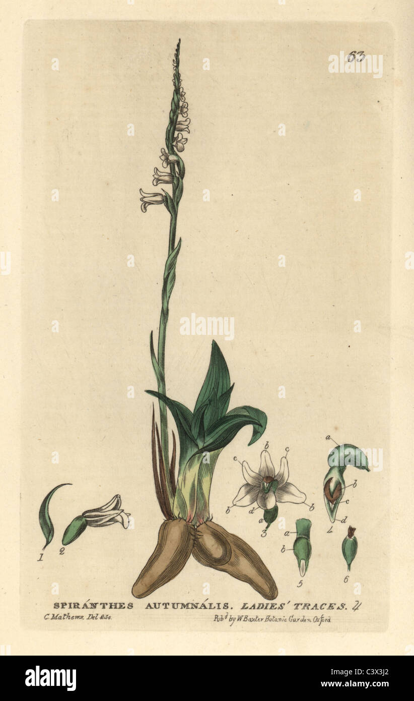 Mesdames traces, Spiranthes autumnalis Banque D'Images