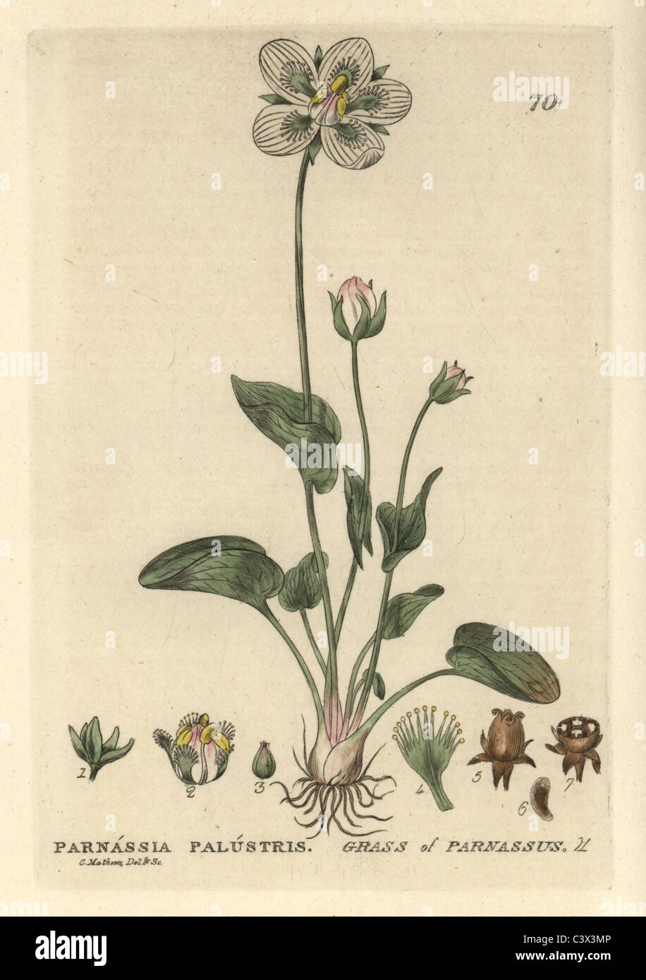 L'herbe de parnassus, Parnassia palustris. Banque D'Images