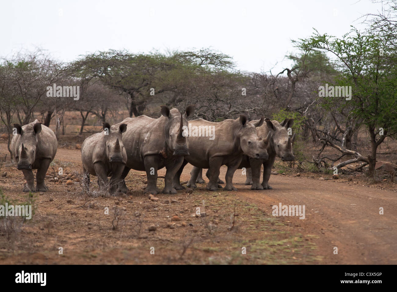 Petit groupe de rhinocéros blancs en Afrique du Sud Banque D'Images