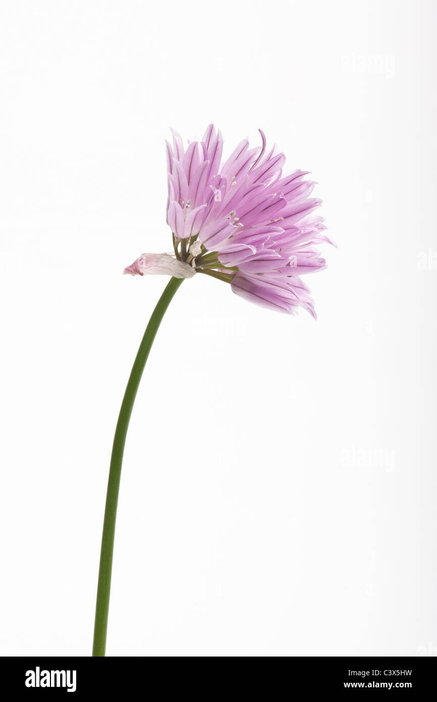 Ciboulette, Allium schoenoprasum, sur fond blanc Banque D'Images