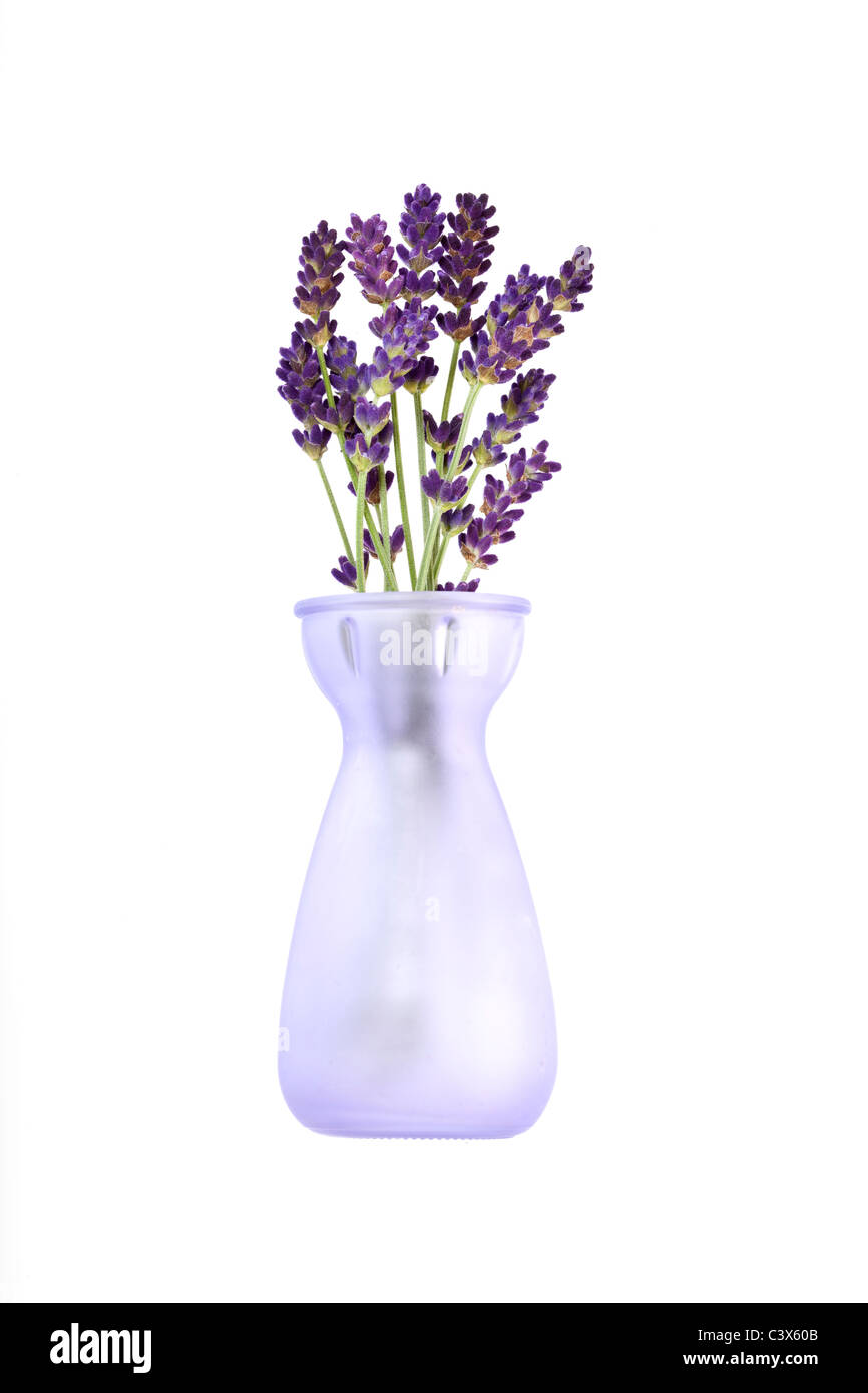La lavande Lavendula dans petit vase en verre Banque D'Images