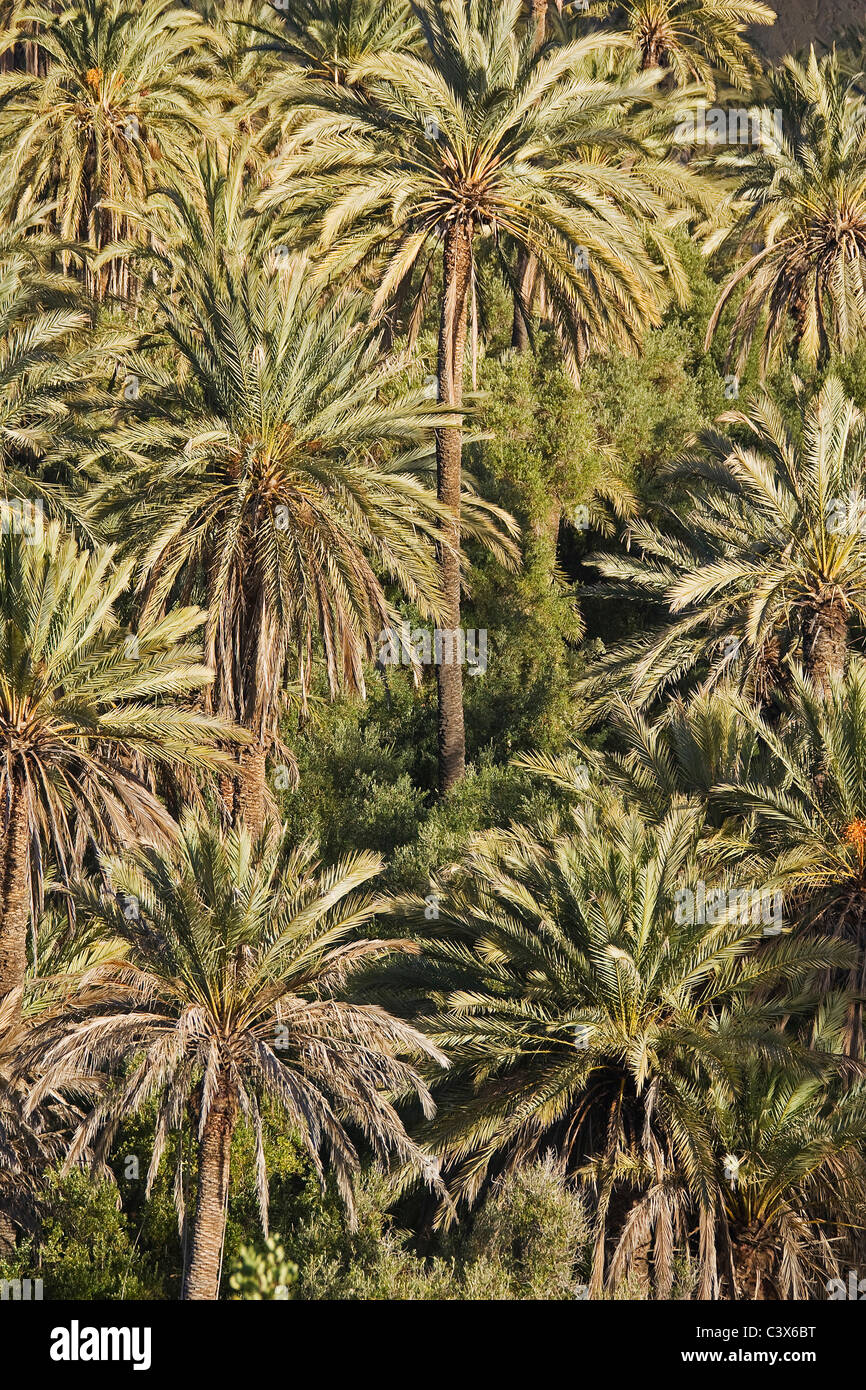 Dattiers (Phoenix dactylifera) dans ce qu'on appelle la vallée du paradis dans la vallée du haut Atlas Banque D'Images