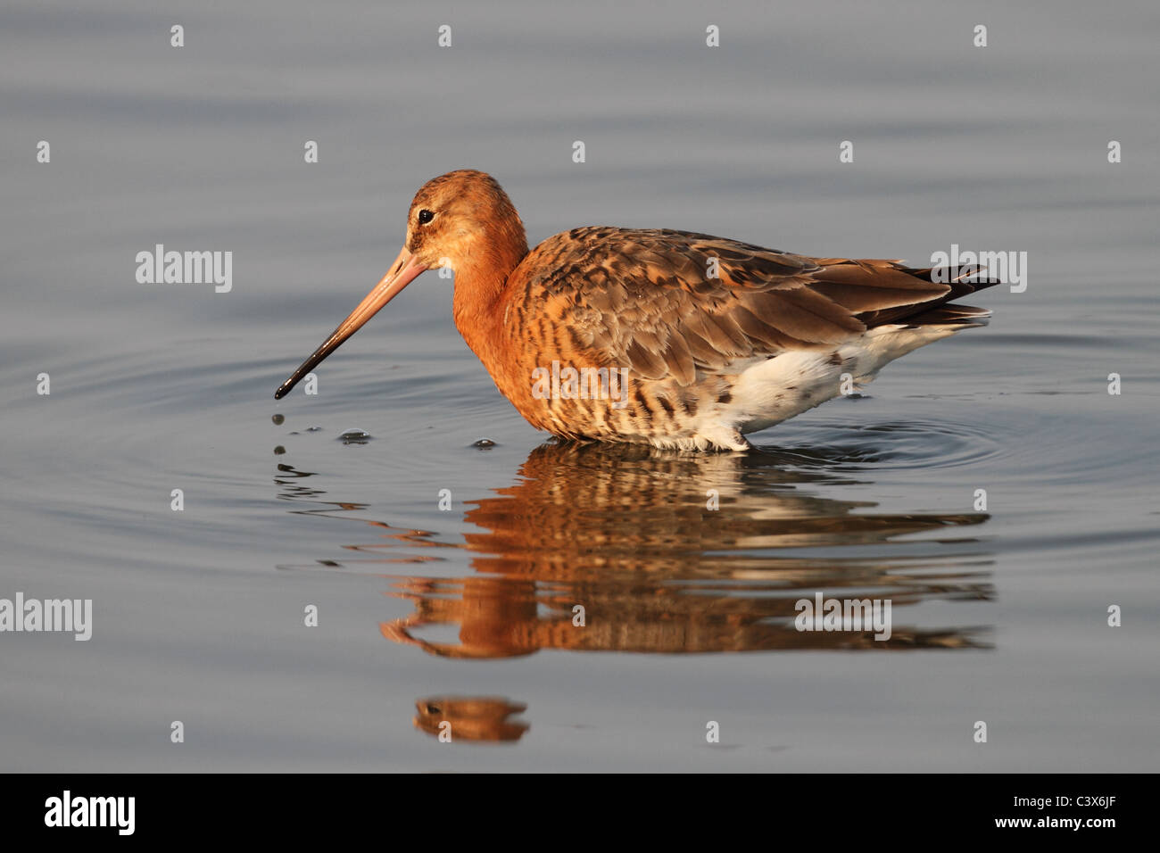 Barge à queue noire Limosa limosa Banque D'Images