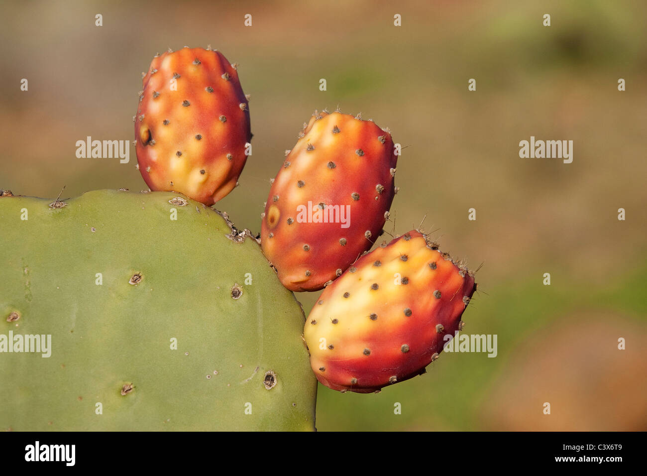 Cactus (Opuntia ficus-indica), trois fruits. Le Maroc. Banque D'Images