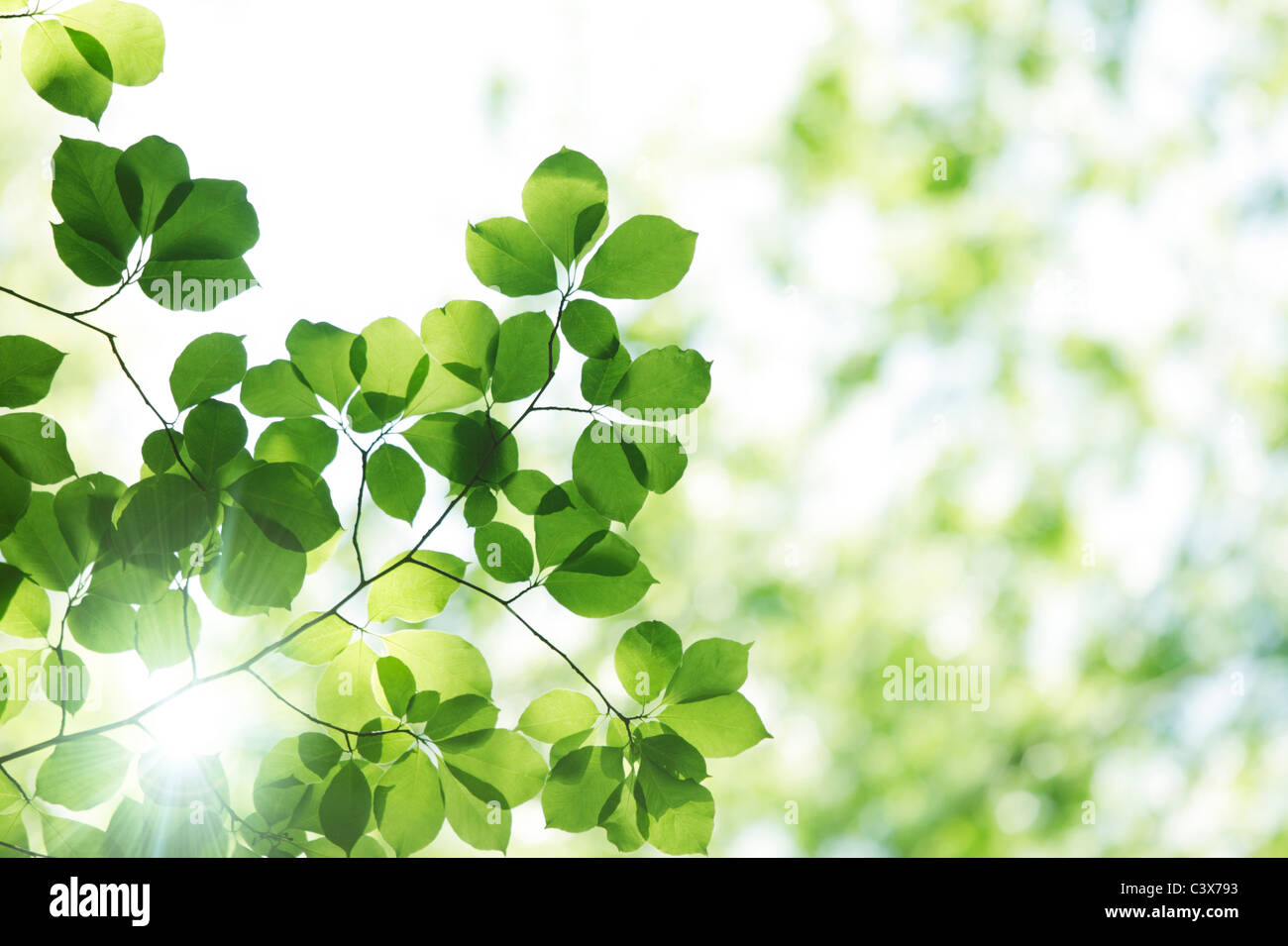 Arbre, close-up, Chiba Prefecture, Honshu, Japan Banque D'Images