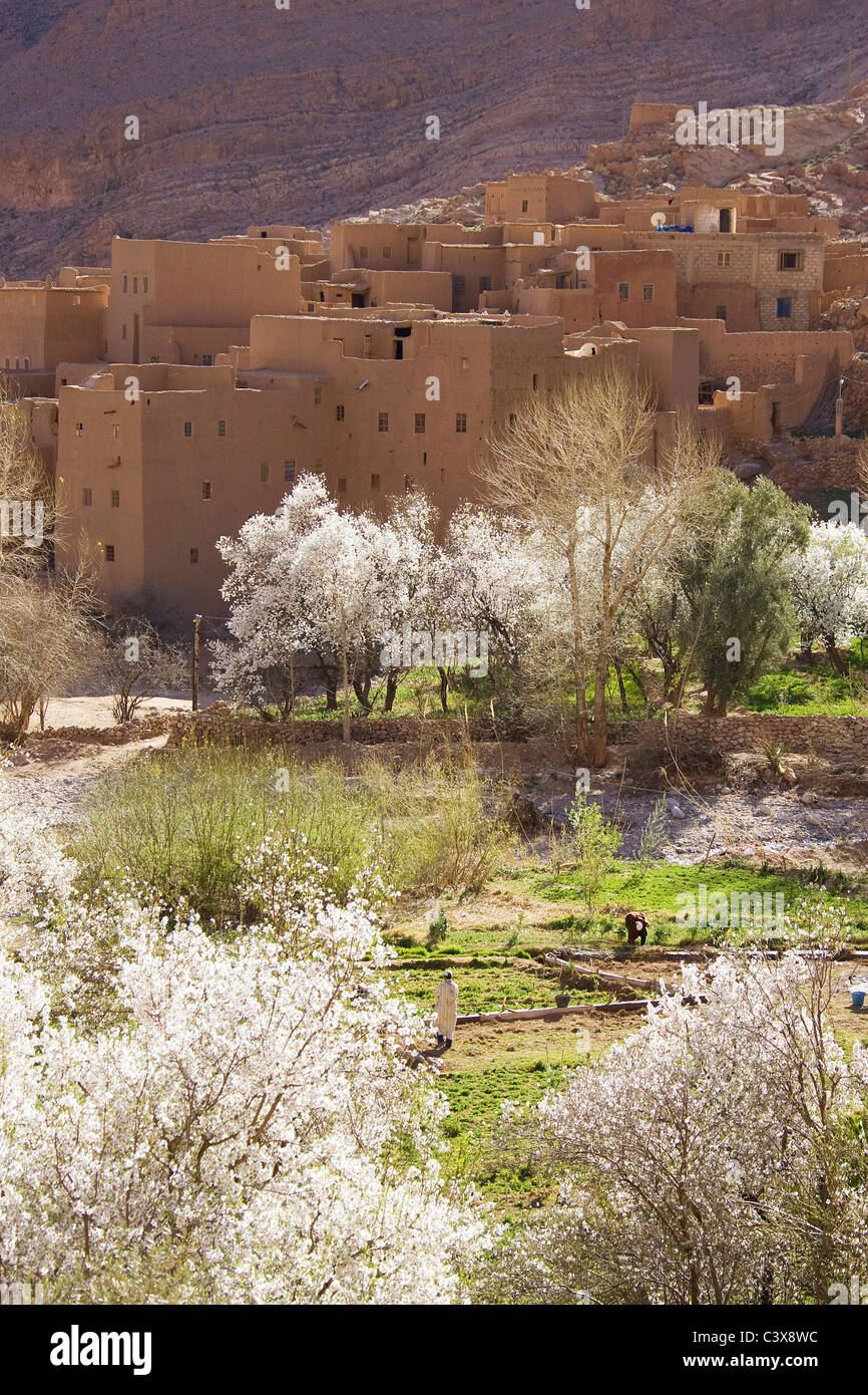 Les amandiers en fleurs et ksar (village fortifié) dans les Gorges de Todra .Maroc Banque D'Images