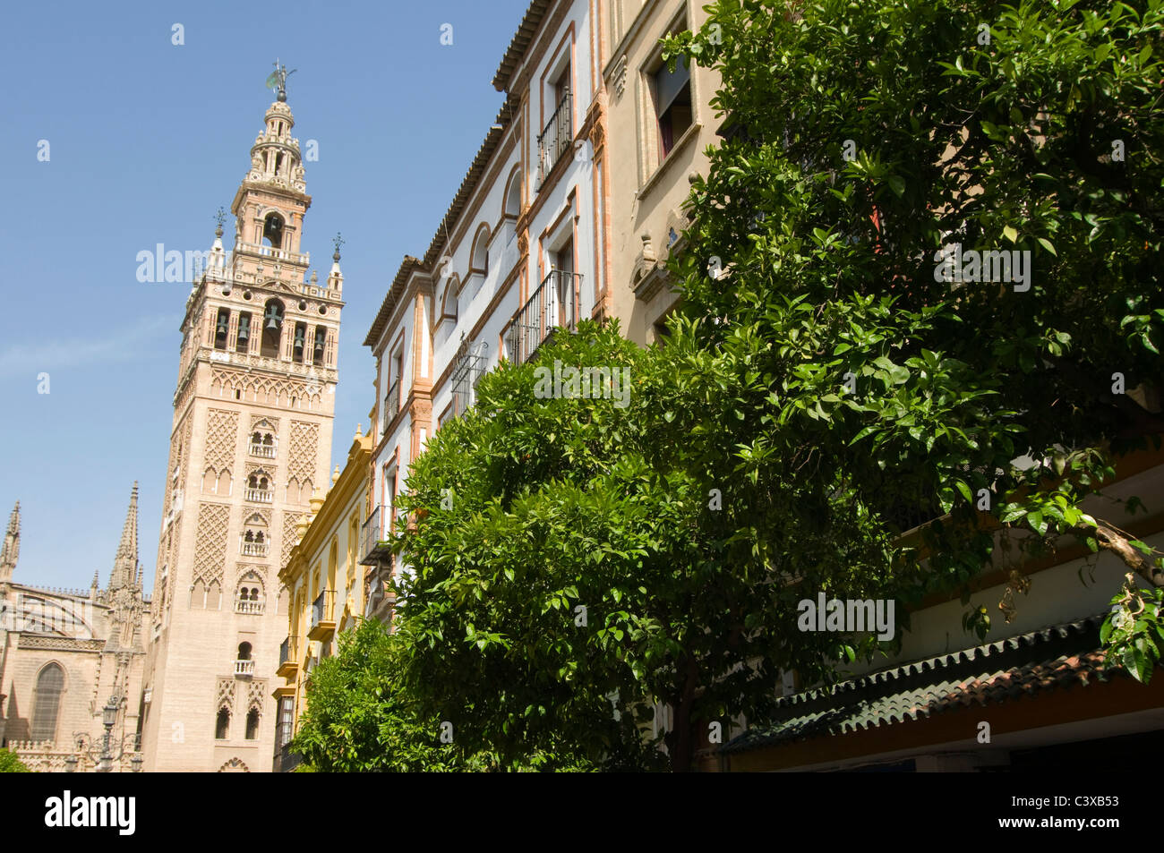 Jusqu'à la à la Tour Giralda de Séville, arbres en premier plan Banque D'Images