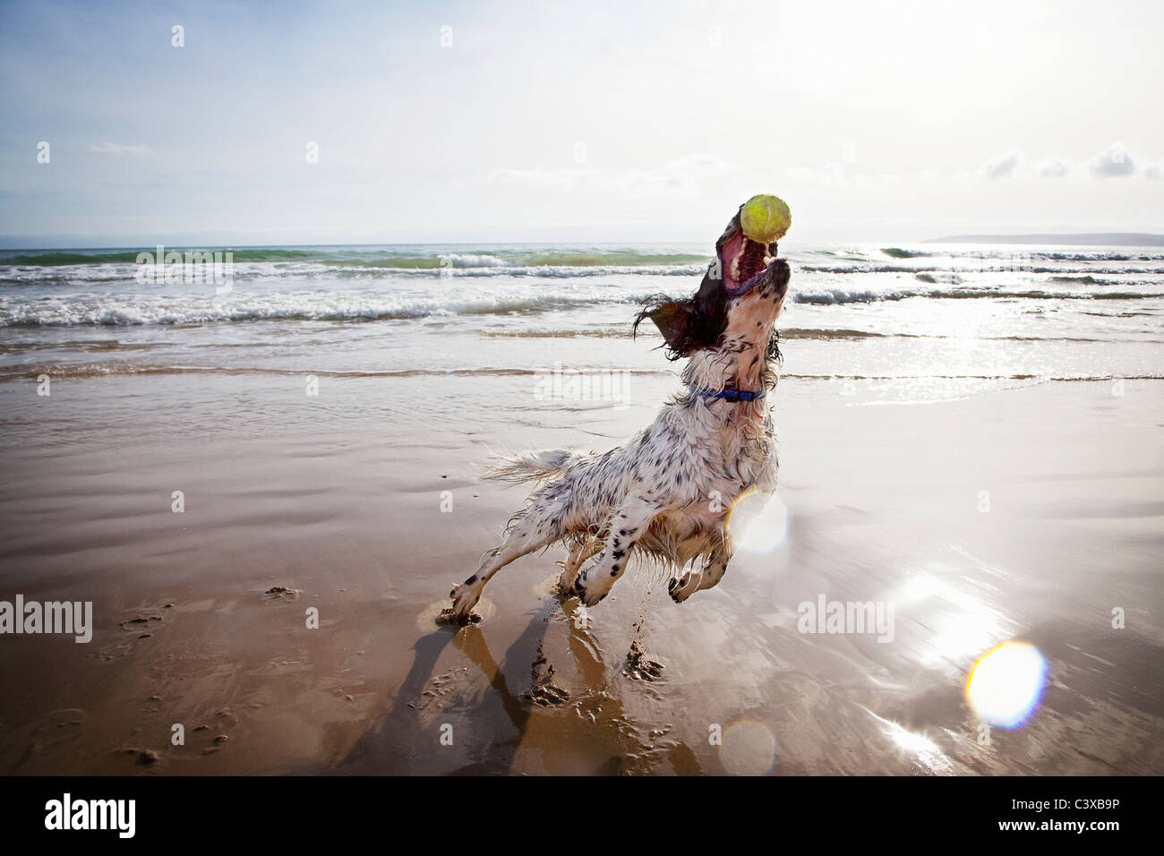 Dog balle de tennis sur la plage Banque D'Images