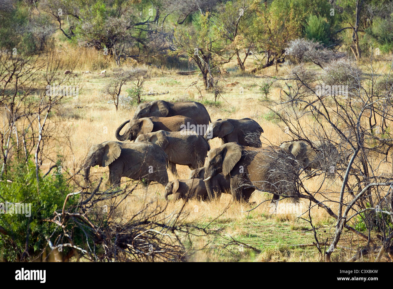 L'Afrique du Sud, près de Rustenburg, Parc National de Pilanesberg. Troupeau d'éléphants d'Afrique, Loxodonta africana. Banque D'Images