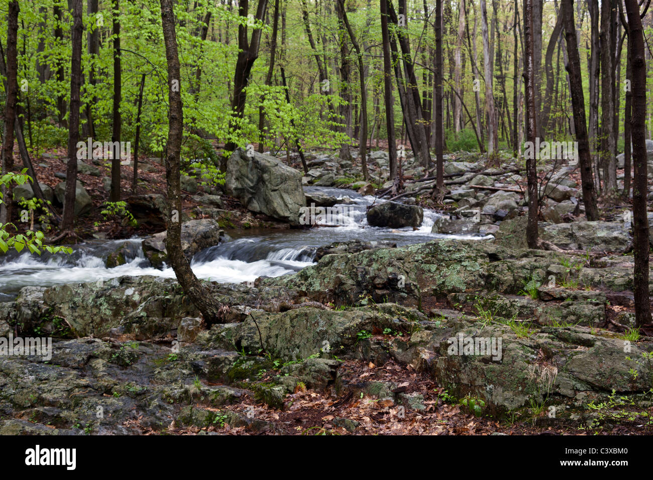 Printemps dans la forêt de l'état de New York avec les jeunes feuilles vertes et ruisseau avec cascade Banque D'Images