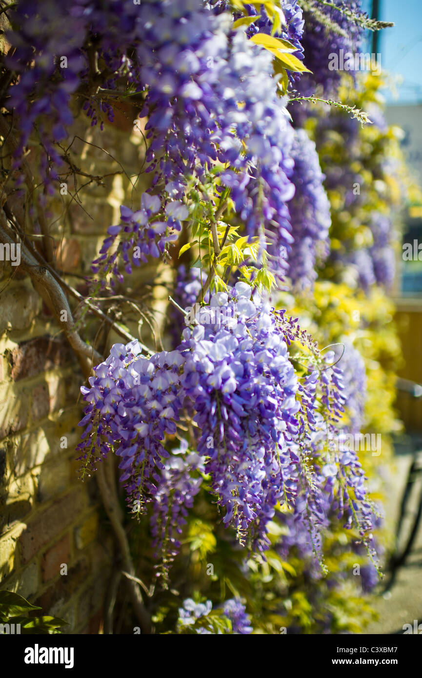 Les fleurs de glycine au soleil sur un mur à l'ouest de Londres Banque D'Images