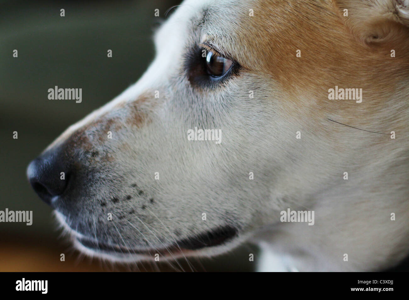 Un gros plan d'un chien au visage de profil. Banque D'Images