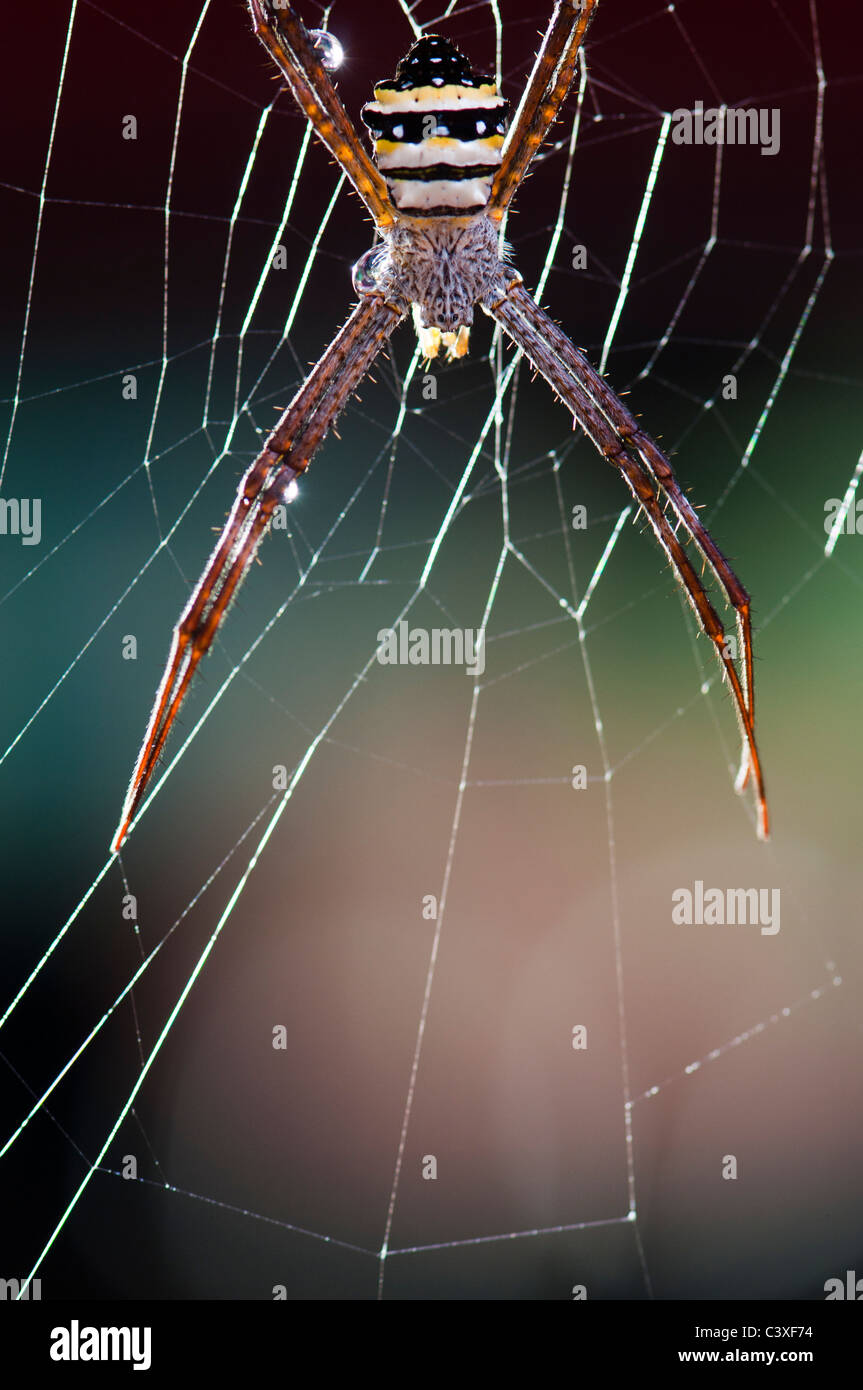 Saint Andrew's Cross - Spider Argiope keyserlingi , orb weaver Banque D'Images