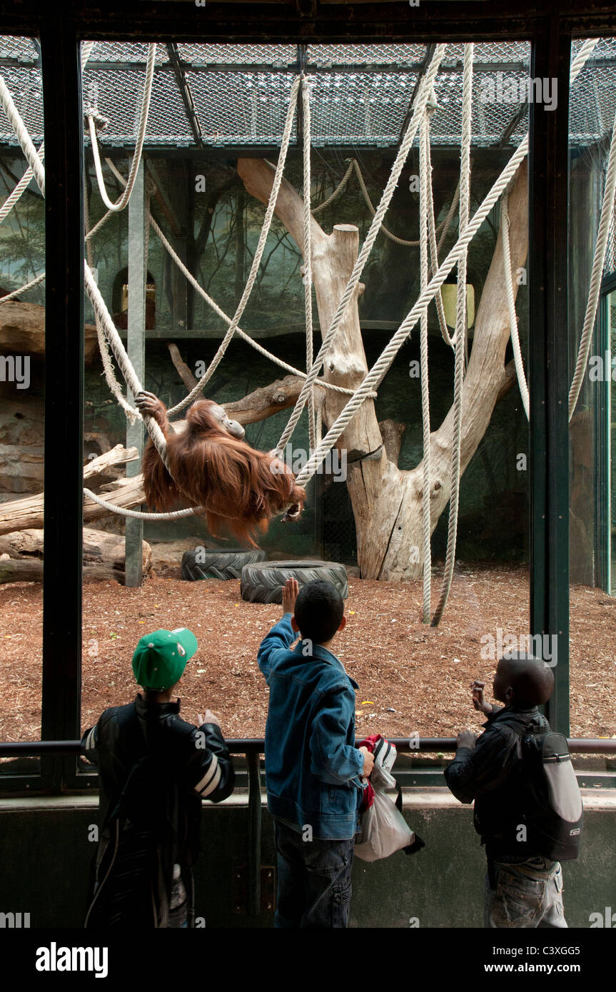 Trois enfants à observer une Oranguntan à travers le verre au Jardin des Plantes - Paris Banque D'Images