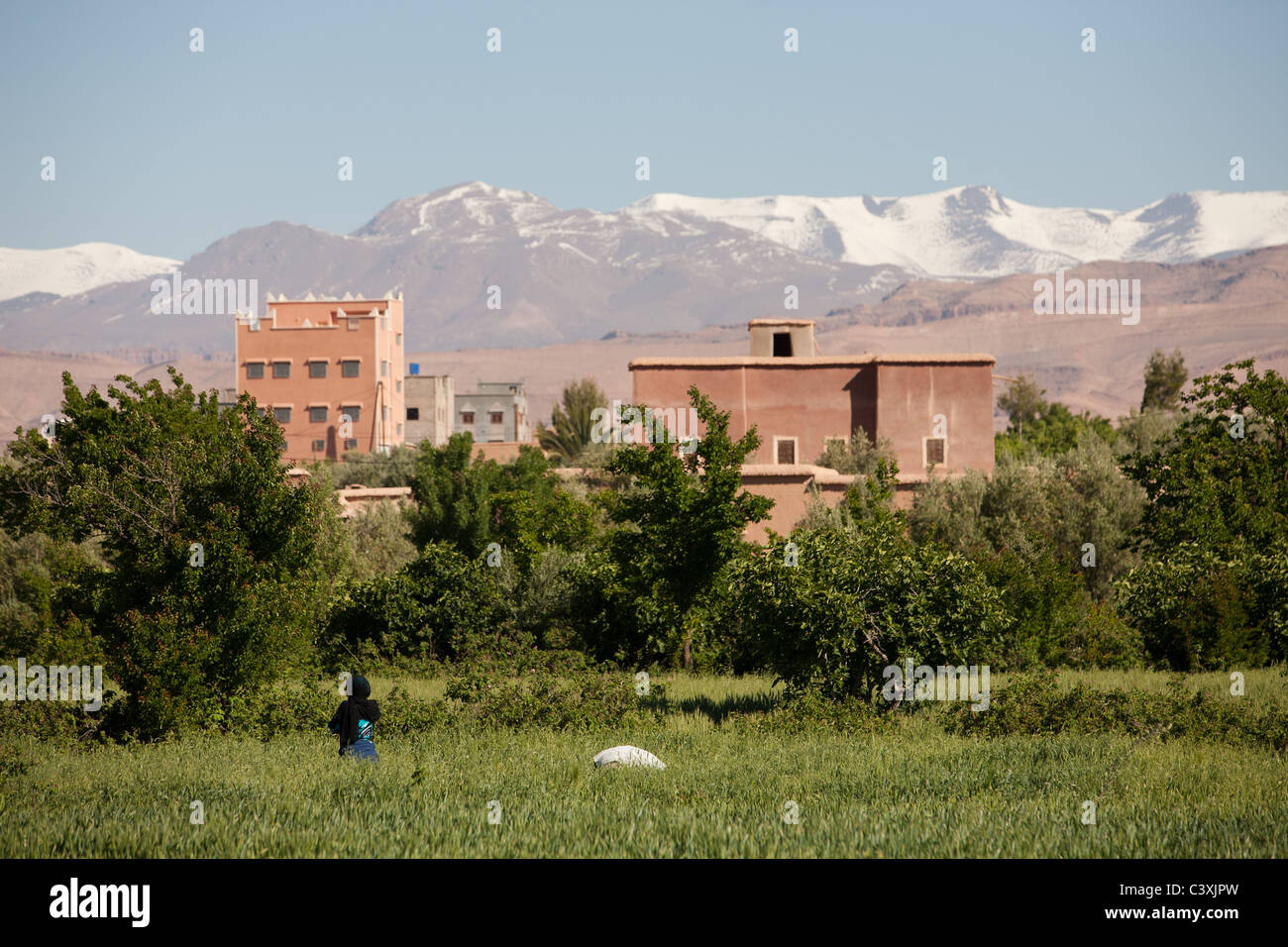 Les femmes travaillant dans les champs de roses El Kelaa M'Gouna, Maroc Banque D'Images