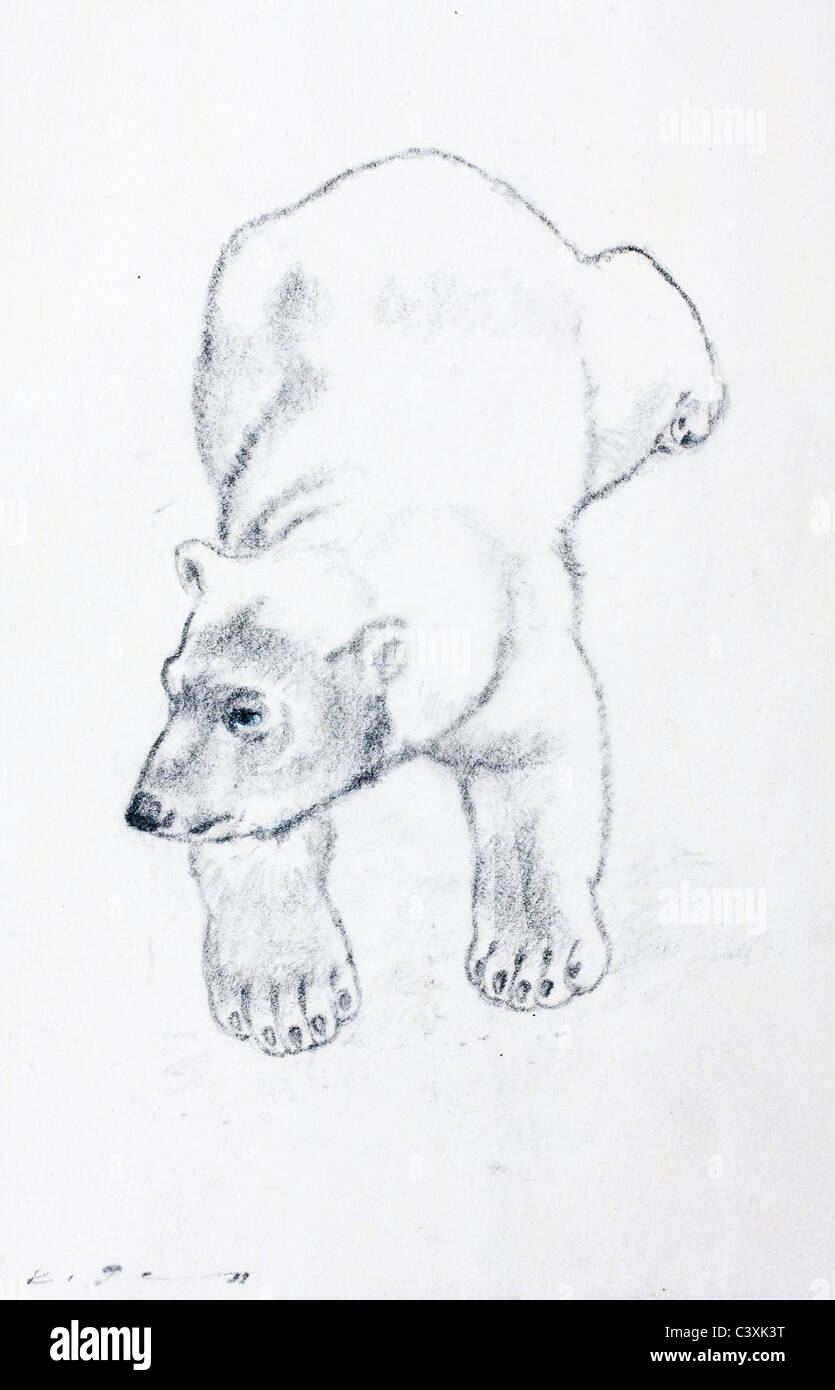 Ours blanc (Ursus maritimus) - fusain sur papier par Kurt Tessmann Banque D'Images