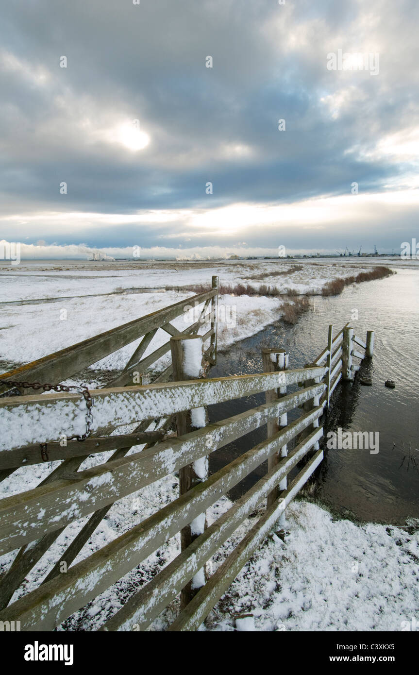 Clôture de bovins et de la neige sur les marais Elmley NNR ; Kent, Angleterre, Février Banque D'Images