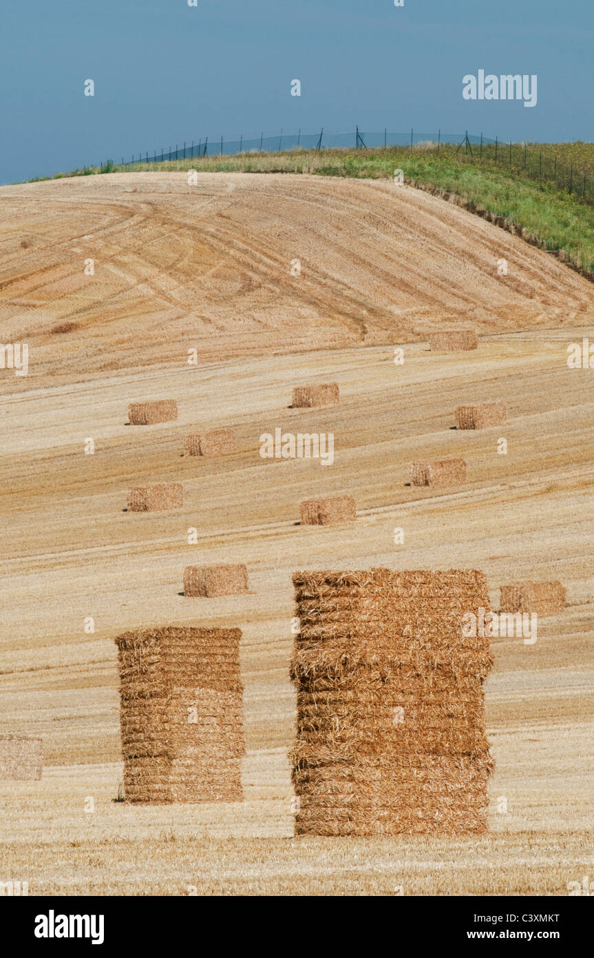 Paysage agricole avec des bottes de foin, à l'île de Sheppey, Kent, Angleterre, Août Banque D'Images