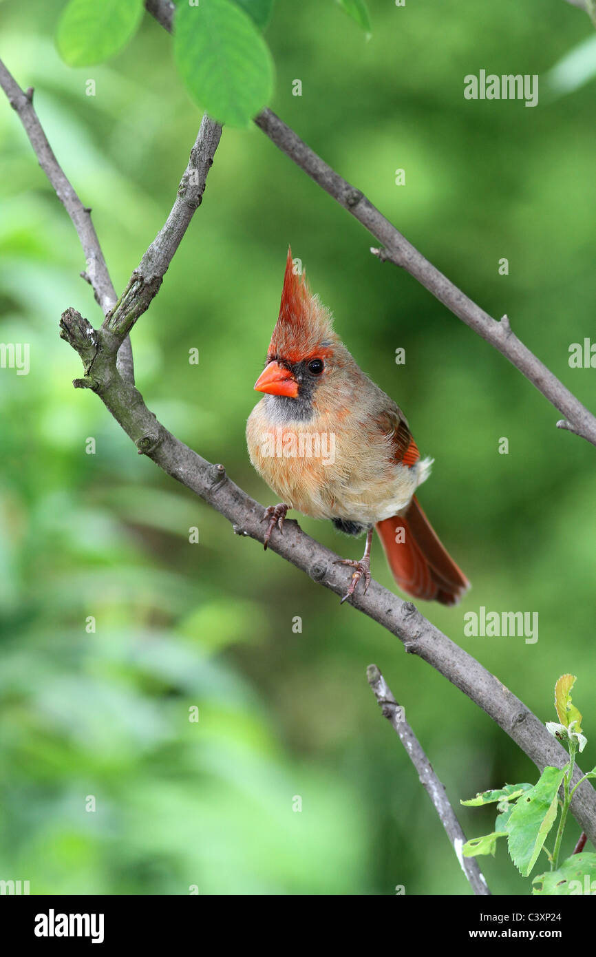 Le cardinal rouge femelle dans l'amélanchier Banque D'Images